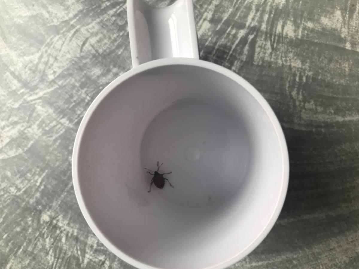 a stink bug in a white mug