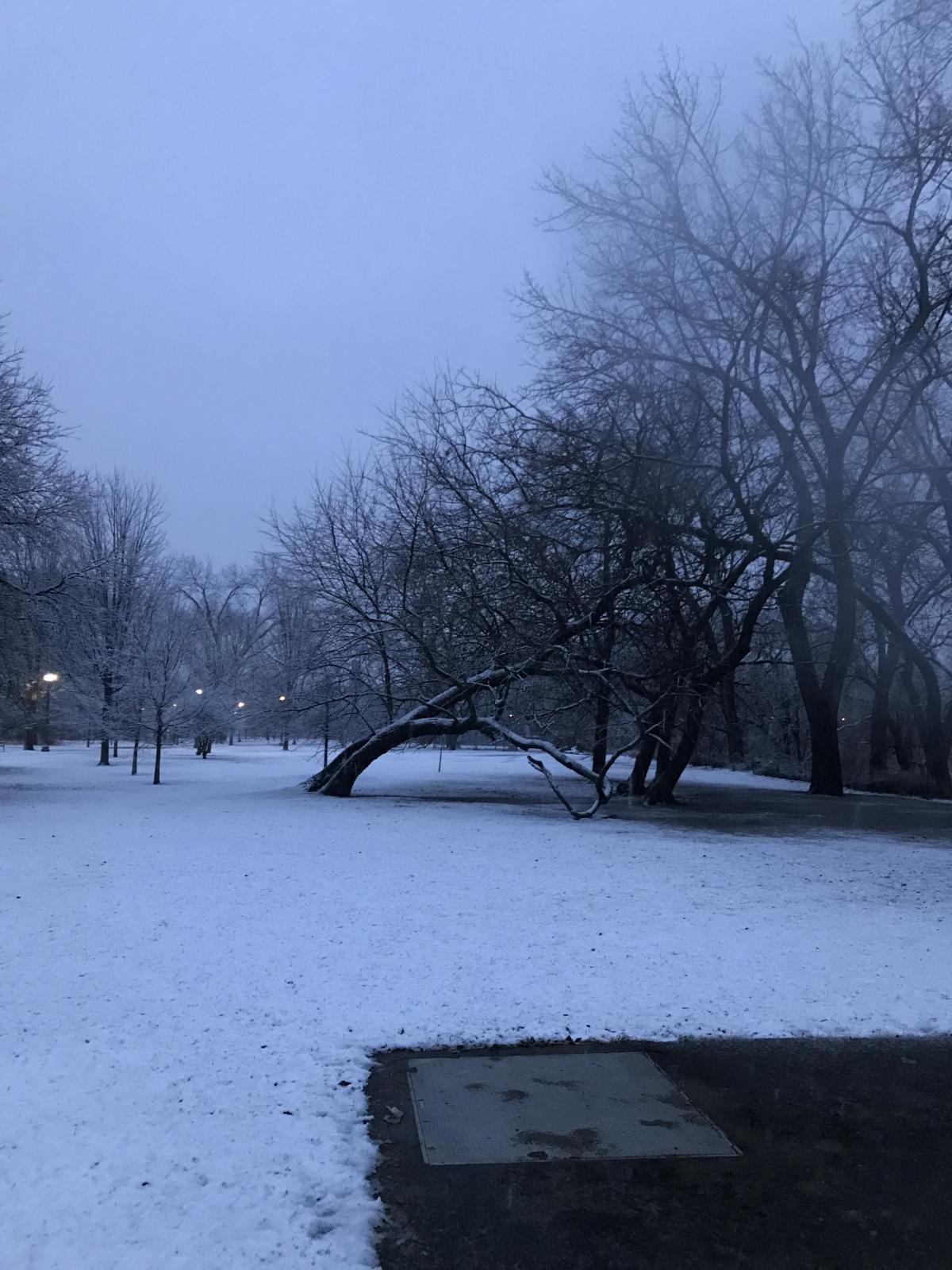 favorite tree in the park covered in snow