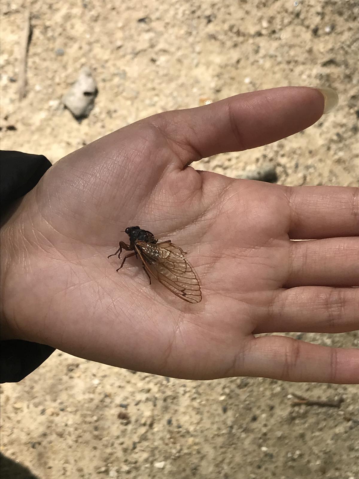 jades hand holding half of a shed cicaida exoskeleon