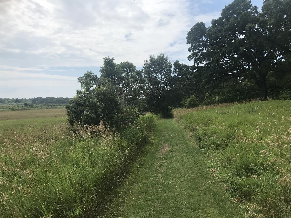 a path through tall grass blue sky and trees just ahead