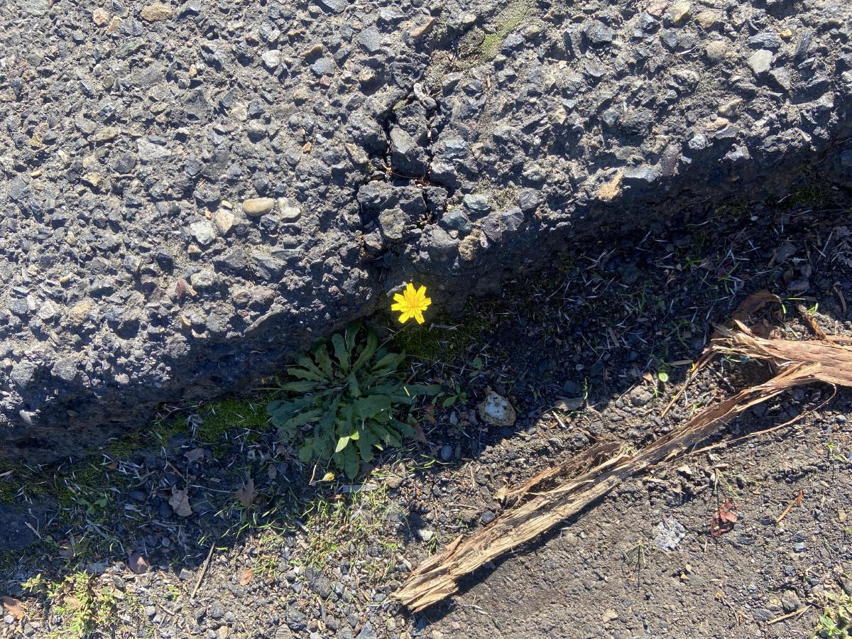a single small flower in the pavement