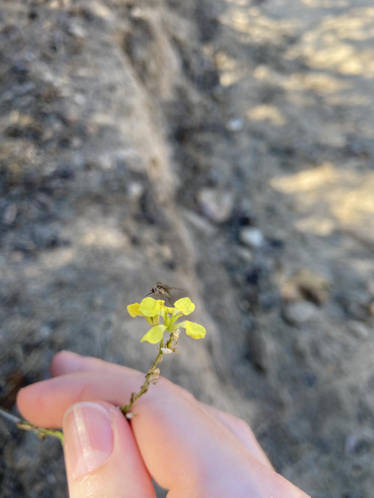 holding a small flower with a desert polinator drinking nector