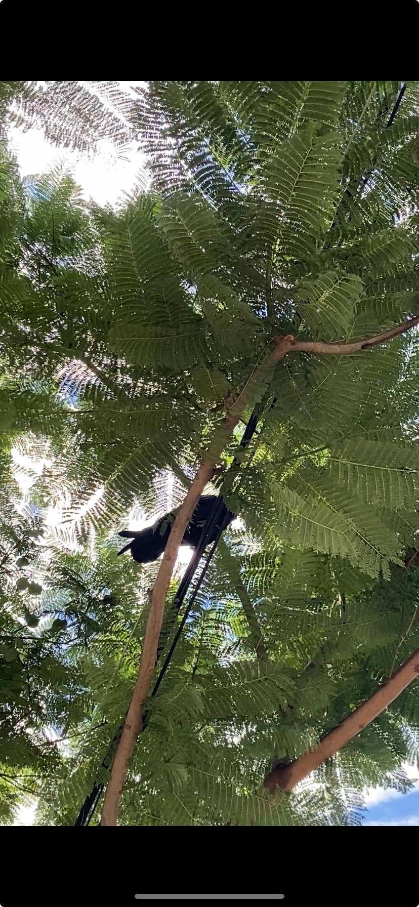 a crow on a pwerline