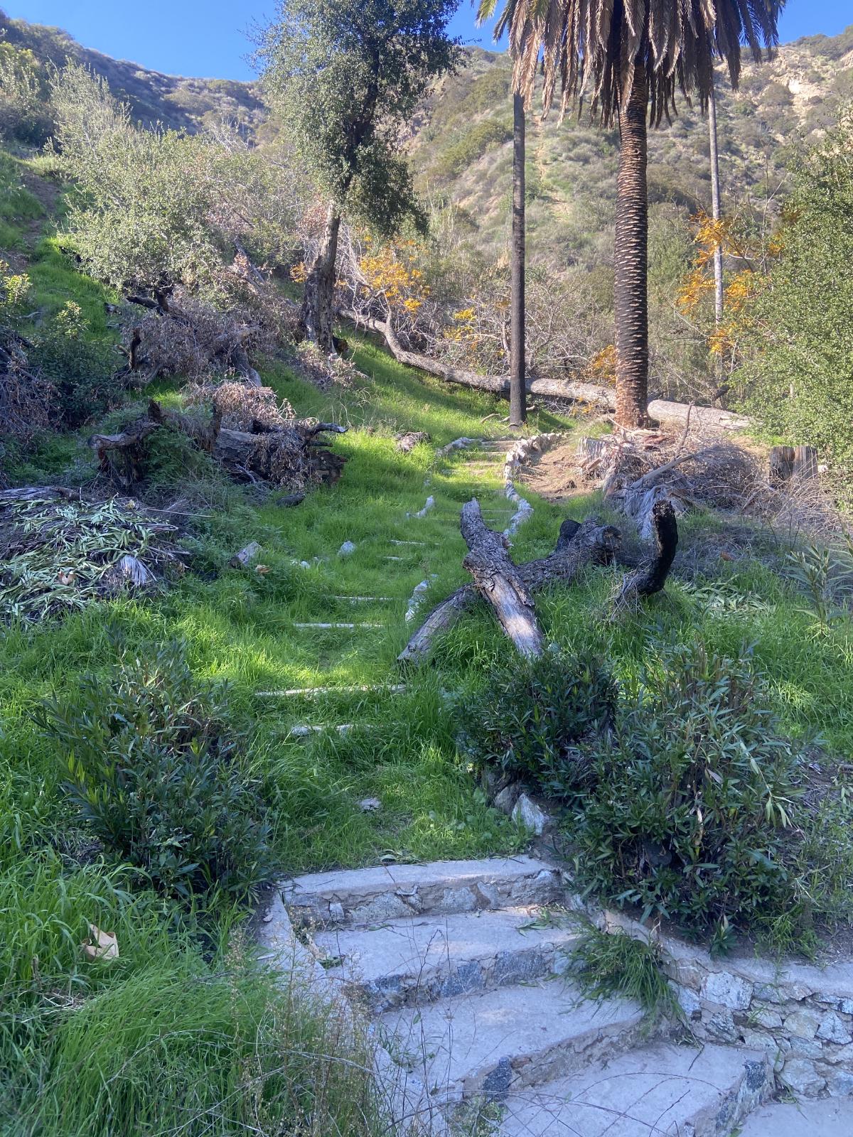 a stairway in the wilderness overgrown