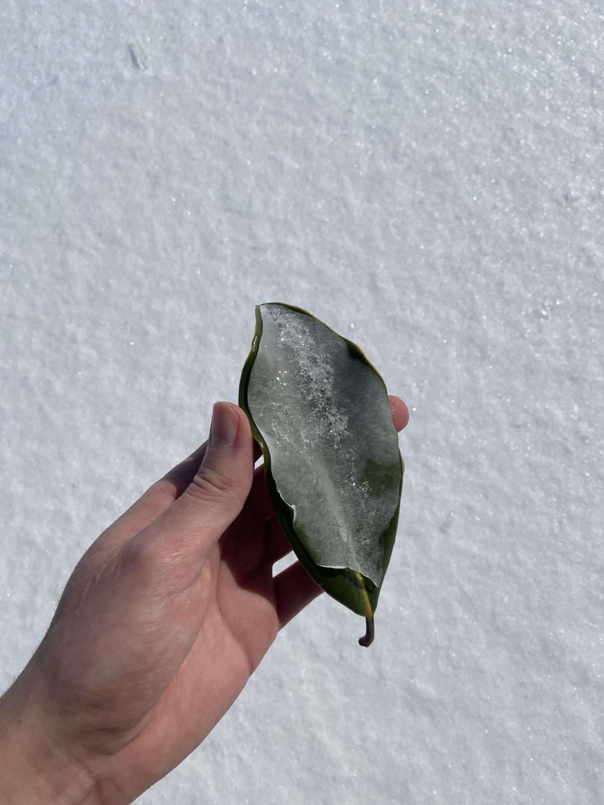 hand holding a leaf with a layer of ice on it